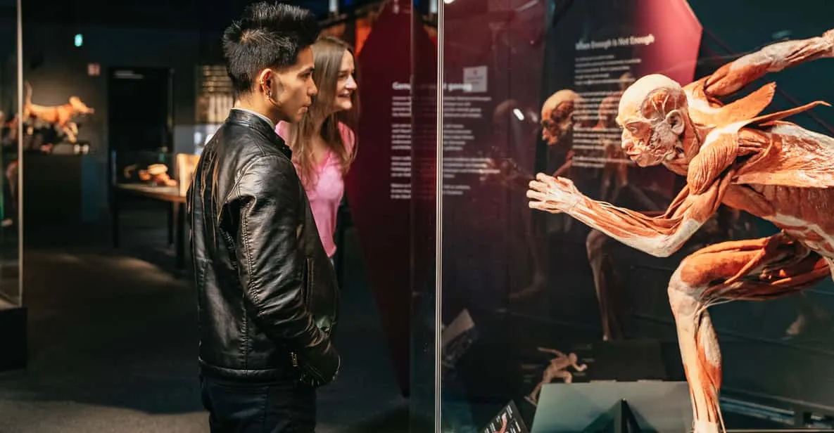 Plastinated anatomical figures at the BODY WORLDS museum in Berlin, Germany